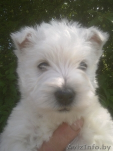 продаю щенка вест хайленд уайт терьера #703487