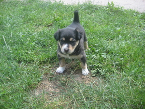 Отдам щенка от маленькой дворняги #721179