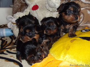 щеночки йоркширского терьера #727500