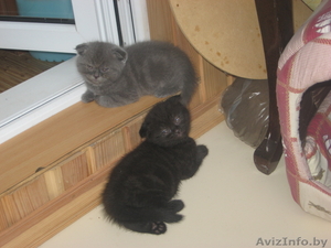 Котята породы скоттиш фолд #708951