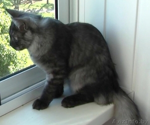 Котенок даром в хорошие руки #722514