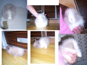 кролик срочно продам #720516