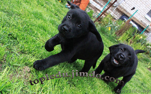 щенки лабрадора черного окраса #704019