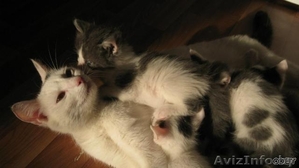 Златоглазая кошечка Маруся в добрые руки! #711085