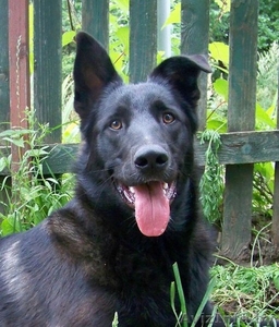 Миша-охранник в дар #719854