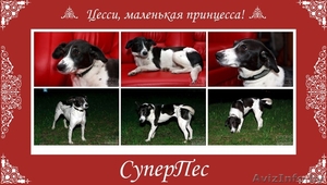 Молодая стерилизованная собака в хорошие руки! #723458