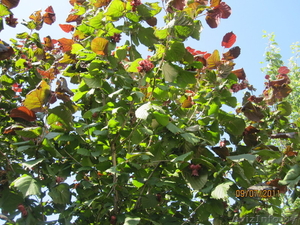 Фундук (орех) краснолистный и зеленолистный #168106