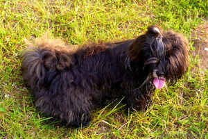 Пропала собака. Вознагрождение! #717581