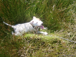 Продам щенка пита #715562