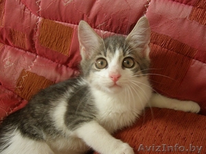 Малышка Мишель в поесках СВОЕГО ХОЗЯИНА и СВОЕГО ДОМА #708820