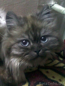 В дар котята от персов #717638
