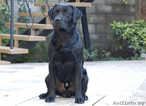 Щенки дабрадора #712325