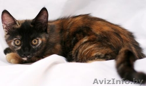 Котенок в ДАР. Трехцветная радость #722706