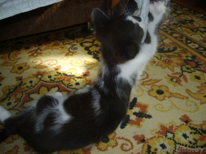 В дар кошечку-красавицу #724927