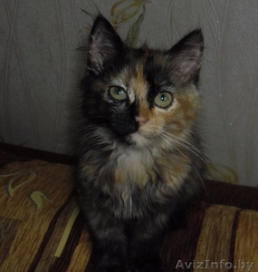 котенок девочка,  месяца 2, 5-3 #716402