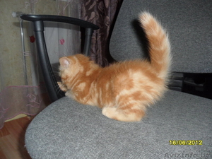 Персидские котята недорого #685036