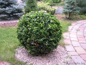 Декоративные саженцы: хвойные и лиственные растения,  Брест,  «Оазис во дворе» #718901