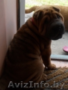 Шарпей щенок продается #709362