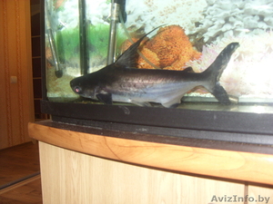 Продам аквариумную акулу срочно!!!! #711511