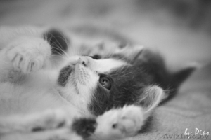  Пушистые котята в добрые руки! #710943