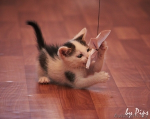 Замечательные малышки в добрые руки! #714961