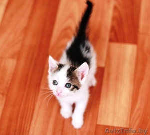 Чудесная малышка в добрые руки! #721228