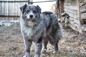 Помесь Австралийской овчарки в дар!  #719486