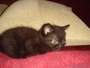 Дарю двух маленьких котят #732249