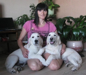 Голден ретривер,  Щенки из питомника 