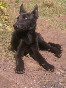 3-х месячный щенок в дар #744329