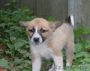 щенок-девочка в добрые руки #745085