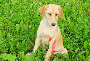 Щенок Джессика в дар! #747399