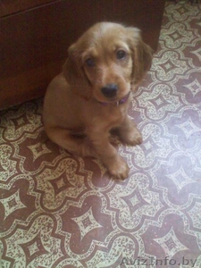 продам чистокровного кокера-спаниеля. #730446