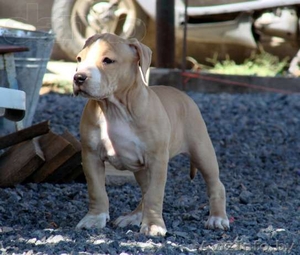 Щенки амстаффа для шоу и спорта #742135