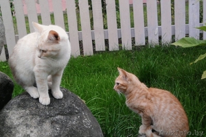 Замечательные котята – Рыжий и Ванильный!)  #743988