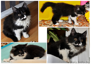 Мальчик-красавец ищет себе дом #733702