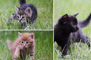 Добрые и илые котята в ДАР,  ждут ласковых друзей #742391