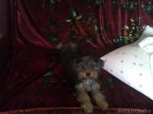 йоркширский терьер,  мальчик #746854