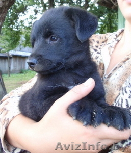 2-мес щенки черного окраса в дар #745067