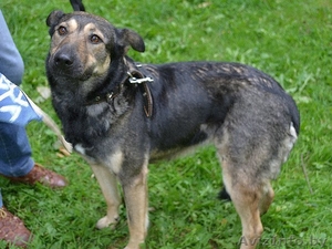 ОТДАМ СОБАКУ В ДОБРЫЕ РУКИ #740691