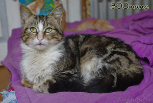 БУРЯТ - мраморный мачо с белой манишкой,  1, 5 года,  В ДАР #746729