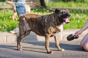 Барби ищет хозяина #748470