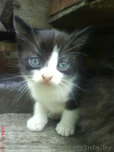 в добрые руки самые милые котики #744803