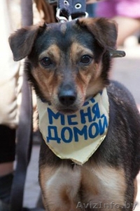 Пинча - 1, 5 года,  похожа на метиса пинчера.   #737589