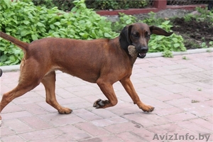 щенки баварской гончей #736497