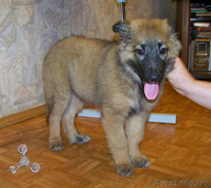 Щенок в дар! Вырастет крупным! #744978