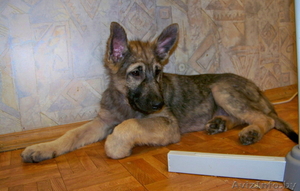 Щенок мальчик в дар! Вырастет крупным! #744972