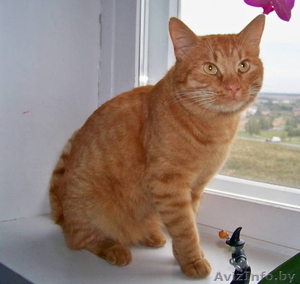 Красивый рыжий кот в дар! #745911