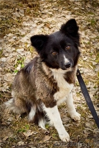 маленькие щенки и их мама в дар #735289