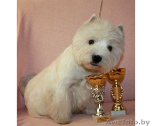 шикарные щенки вест хайленд уайт терьера #739175